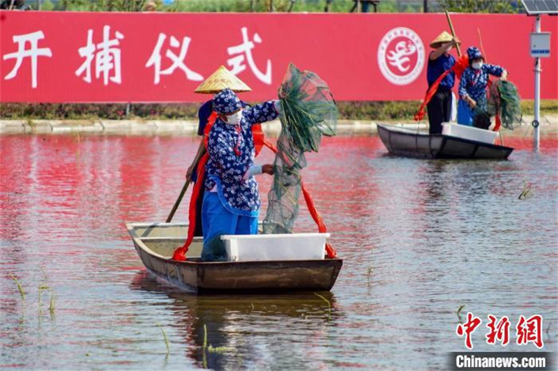 Jiangsu : la récolte intensive des écrevisses a débuté dans le comté de Xuyi, la « capitale de l'écrevisse »