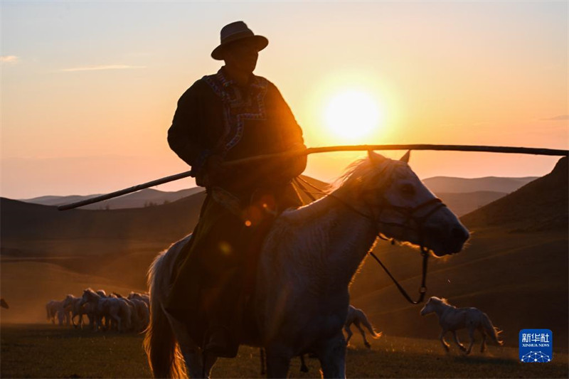Mongolie intérieure : les chevaux courent dans les prairies d'été