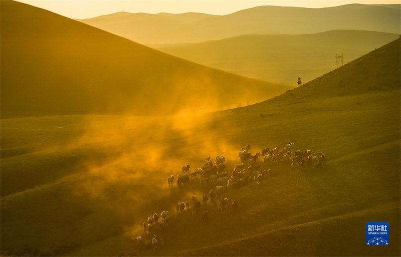 Mongolie intérieure : les chevaux courent dans les prairies d'été
