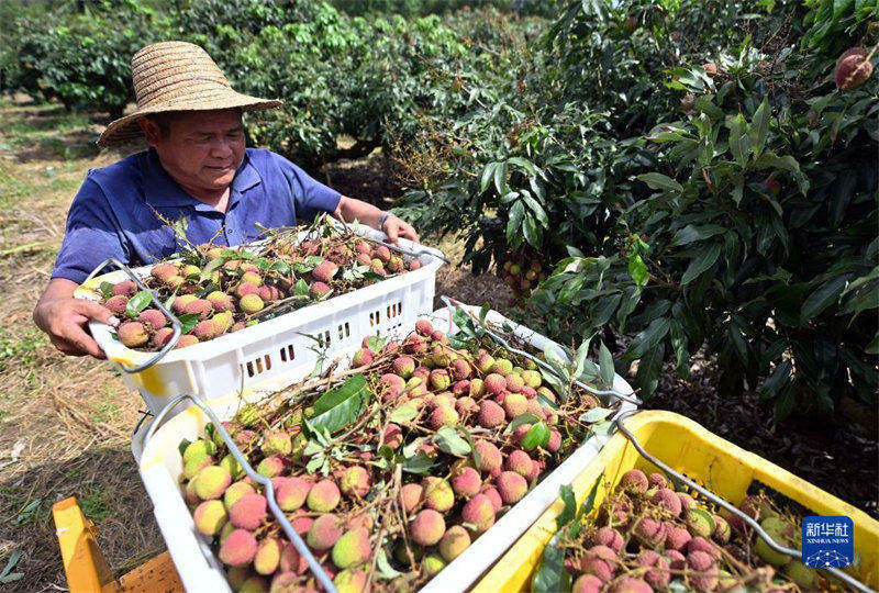 Une récolte abondante de litchis dans les beaux villages de Hainan