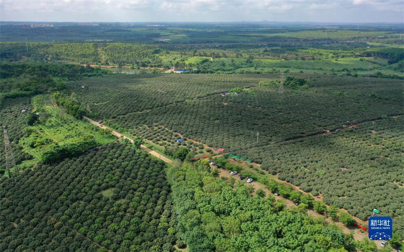 Une récolte abondante de litchis dans les beaux villages de Hainan