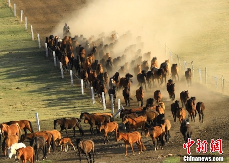 Des milliers de chevaux au galop au pied des monts Qilian à Zhangye, dans le Gansu