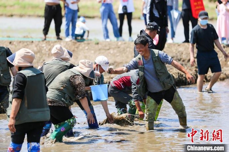 Mongolie intérieure : la saison de plantation du riz revient et diverses activités ont lieu sur la prairie