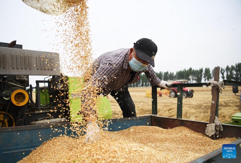 La récolte du blé dans le Henan