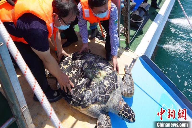 Shandong : des tortues marines relâchées lors de l'événement publicitaire national de la Journée mondiale des tortues marines à Qingdao