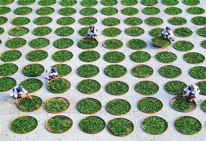 La production de thé d'Anxi ajoutée au patrimoine alimentaire et agricole de l'ONU