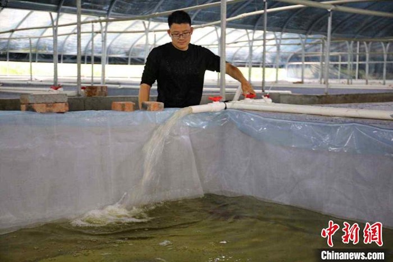 Un « village star » renommé pour l'élevage des écrevisses « nobles » dans le Guangxi