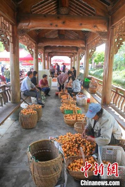 Anhui : 8 000 tonnes de bibaces récoltées dans le comté de Shexian