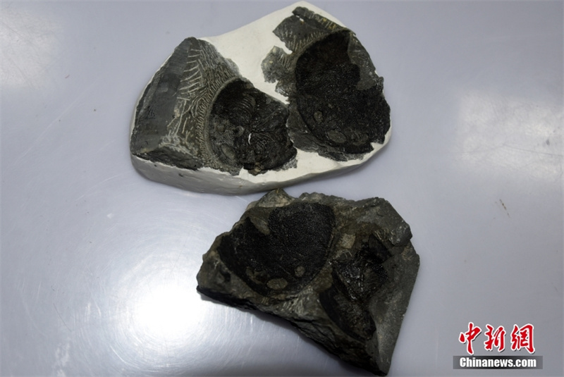 Des fossiles trouvés en Chine révèlent que l'oreille moyenne humaine est dérivée des branchies des poissons