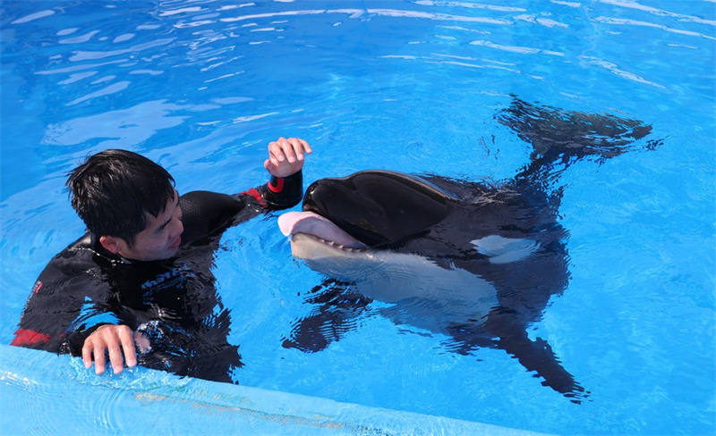 Un employé joue avec une jeune orque dans le Parc océanique de Haichang, à Shanghai, dans l'est de la Chine, le 31 mai 2022. (Xinhua/Fang Zhe)