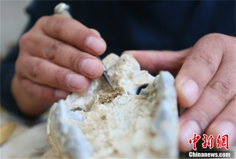 Des restaurateurs de fossiles paléontologiques déchiffrent un code biologique vieux de millions d'années