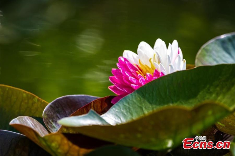 Un nénuphar bicolore magique fleurit à Nanjing