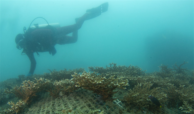 Hainan : un groupe de jeunes qui travaille pour la protection de « la mer de corail »