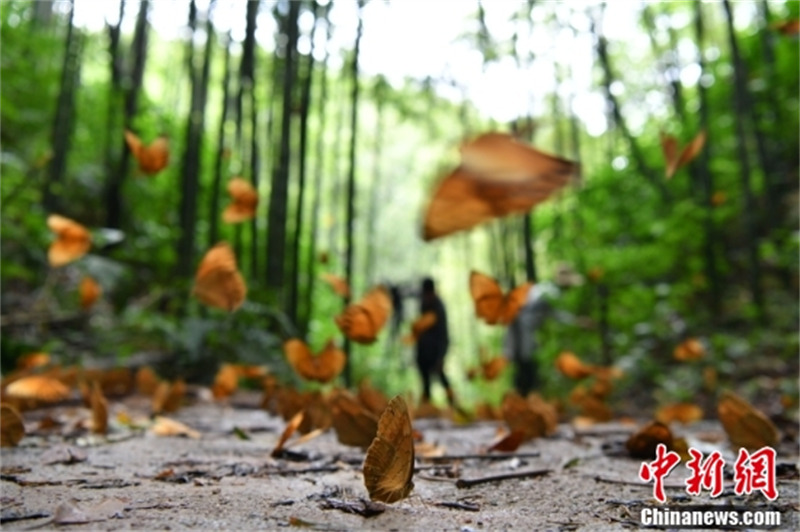 Des papillons à flèche volent dans une forêt. (China News Service / Liu Ranyang)