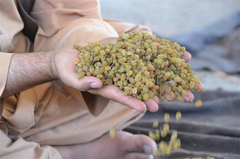  Afghanistan : la province du Kandahar enregistre une hausse dans ses exportations de raisins secs