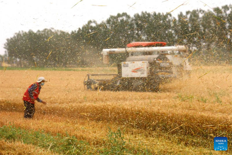 Shandong : des agriculteurs récoltent du blé d'hiver dans le village de Gaomiaoli