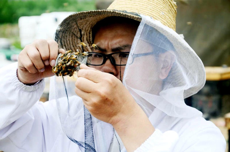 Tibet : un apiculteur aide les habitants à s'enrichir