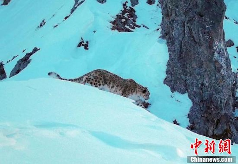 Sichuan : un léopard des neiges réapparaît dans la zone de Wanglang du parc national des pandas géants