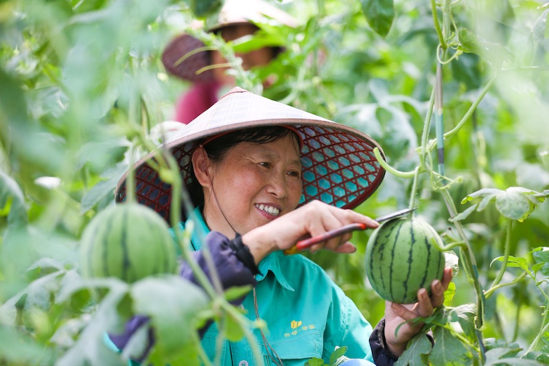 Zhejiang : la cueillette de « pastèques suspendues » à Deqing