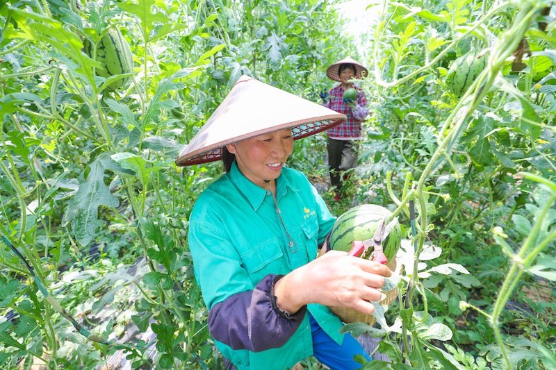 Zhejiang : la cueillette de « pastèques suspendues » à Deqing