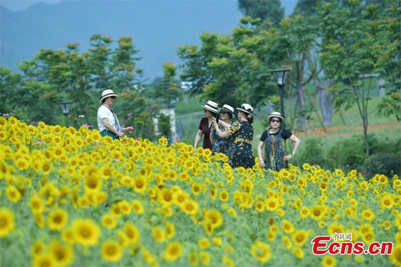 Les tournesols en pleine floraison attirent des visiteurs dans le Zhejiang