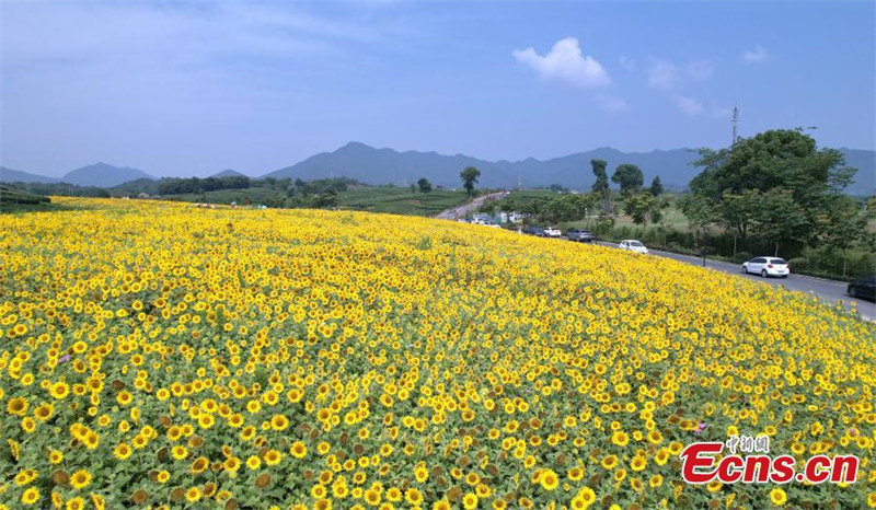 Les tournesols en pleine floraison attirent des visiteurs dans le Zhejiang