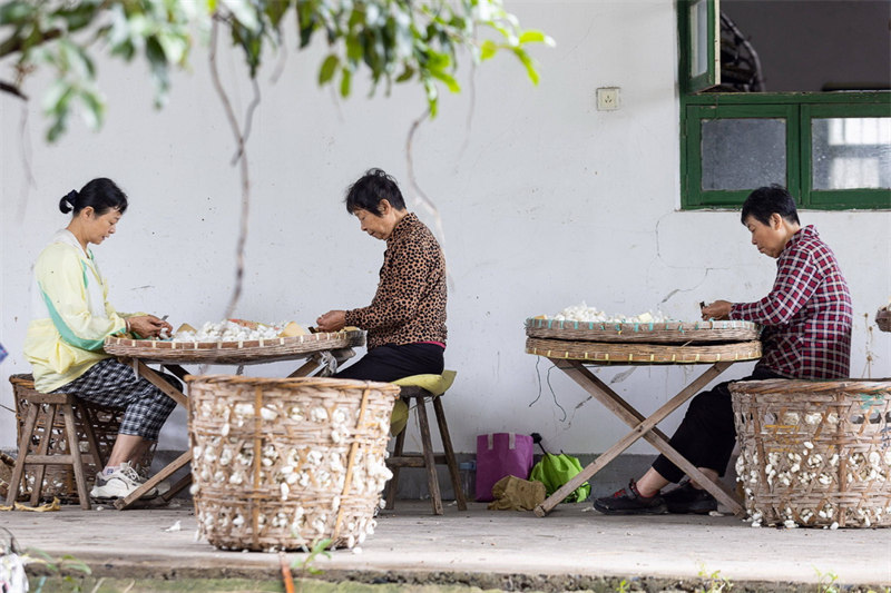 Zhejiang: l'élevage des vers à soie à Huzhou
