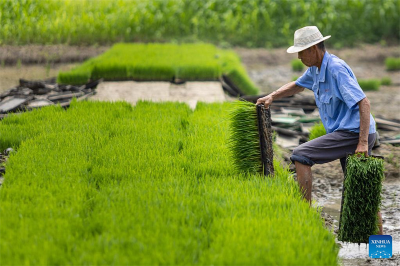 Des agriculteurs travaillent dans les champs à travers la Chine