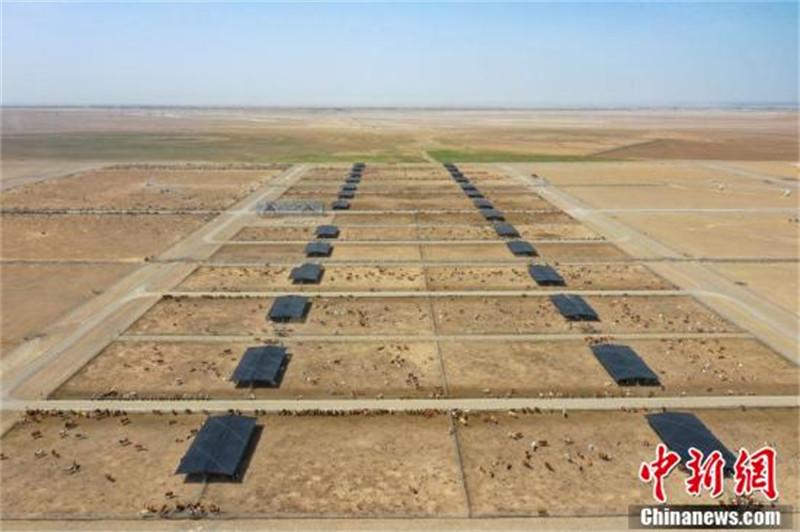 A la découverte de la « plus grande ferme bovine » du Xinjiang dans le désert de Gobi