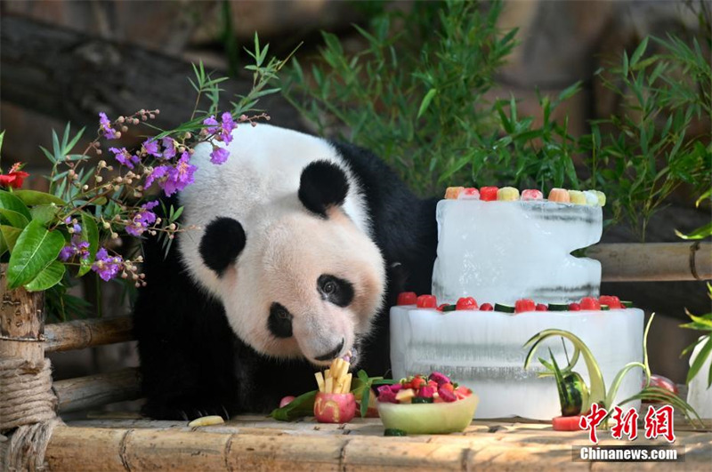 Guangxi : deux pandas géants jumeaux fêtent leur 6e anniversaire en dégustant un « gâteau glacé »
