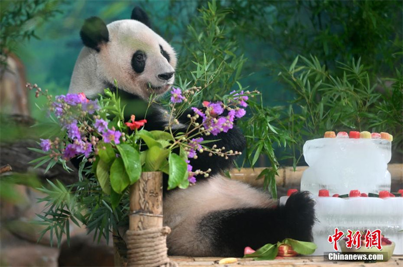 Guangxi : deux pandas géants jumeaux fêtent leur 6e anniversaire en dégustant un « gâteau glacé »
