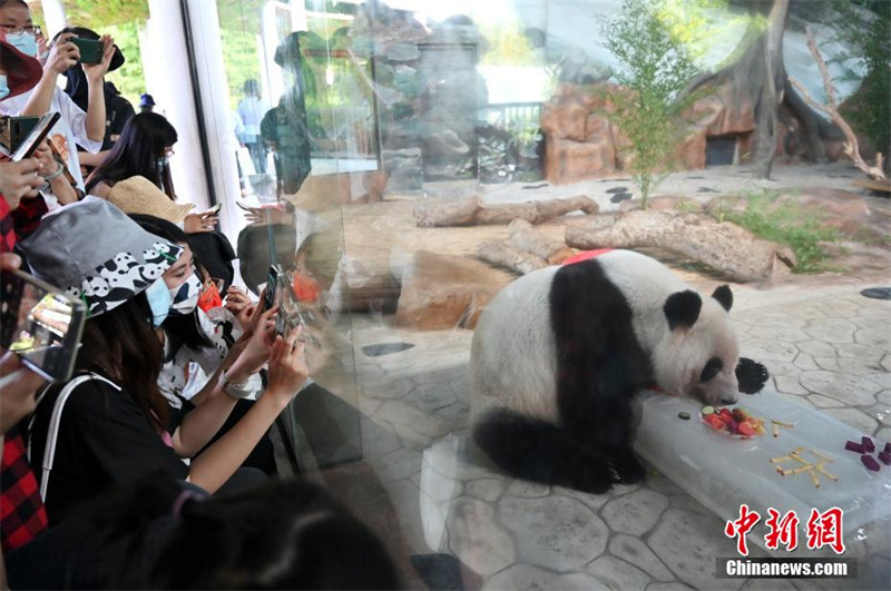 Guangxi : deux pandas géants jumeaux fêtent leur 6e anniversaire en dégustant un « gâteau glacé »