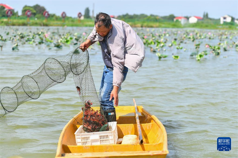 Dans le Hunan, les « crevettes-lotus » aident les agriculteurs à accroître leurs revenus