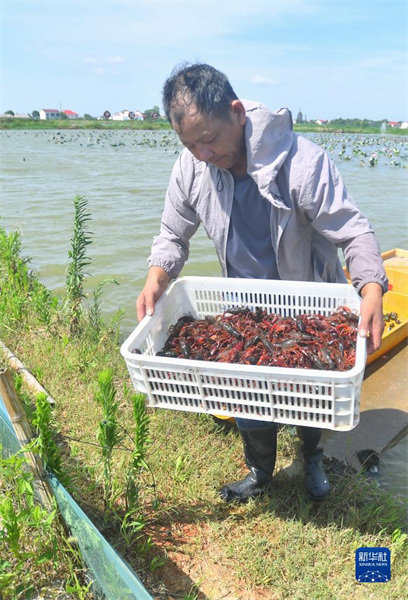Dans le Hunan, les « crevettes-lotus » aident les agriculteurs à accroître leurs revenus