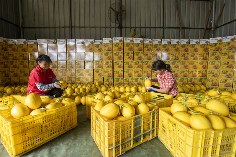 Guangxi : le melon doré améliore les revenus des villageois de Cenxi