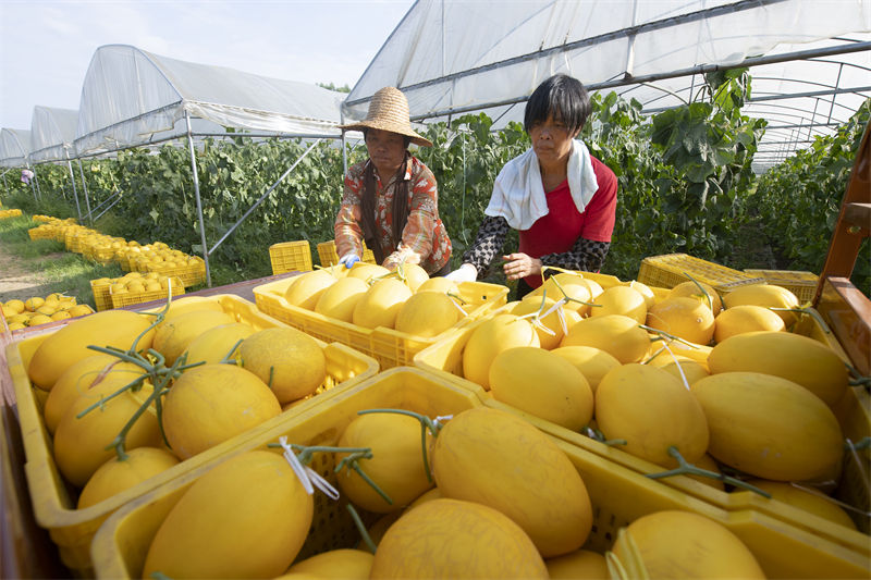 Guangxi : le melon doré améliore les revenus des villageois de Cenxi