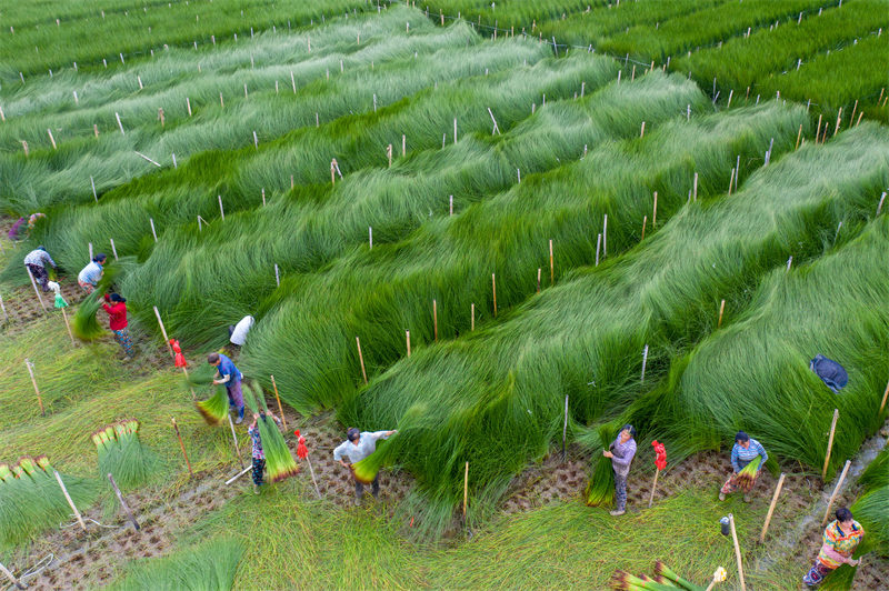 Sichuan : la récolte des joncs à Meishan