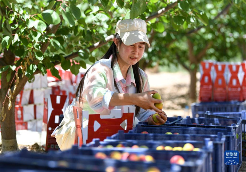 Ningxia : une abondance d'abricots rouges de Pengyang sur le marché