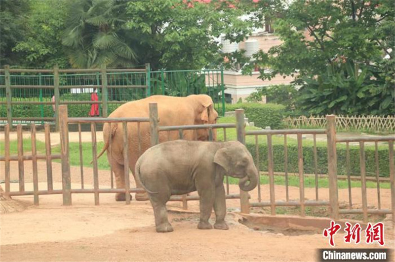 Yunnan : l'éléphant d'Asie femelle « Moli » et sa mère « Mopo » se sont retrouvées à Kunming