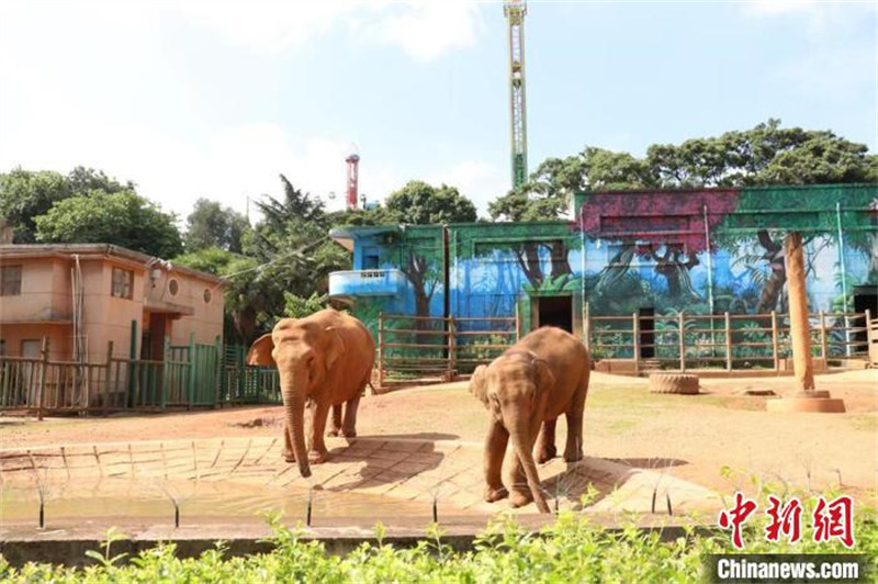 Yunnan : l'éléphant d'Asie femelle « Moli » et sa mère « Mopo » se sont retrouvées à Kunming