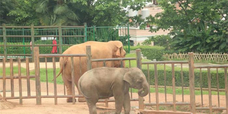 Le zoo de Kunming, capitale de la province du Yunnan (sud-ouest de la Chine), a annoncé le 30 juin que l'éléphant d'Asie femelle « Moli » et sa mère « Mopo » s'étaient retrouvées et qu'elles s'entendaient bien.