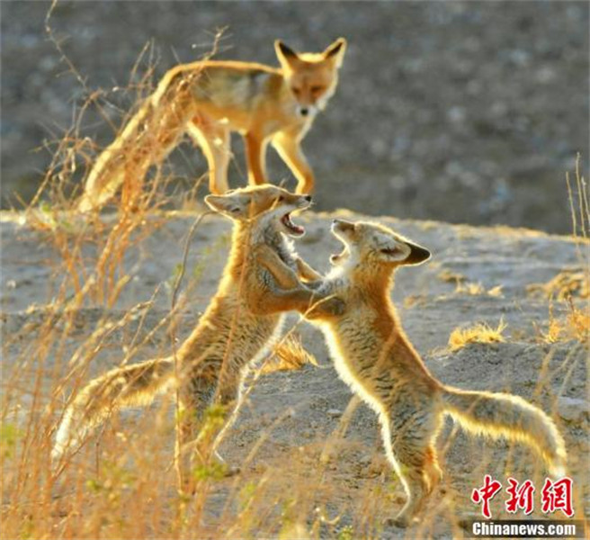 Qinghai : de nombreux renards roux s'installent dans la « cité du lac salé » de la rivière Golmud