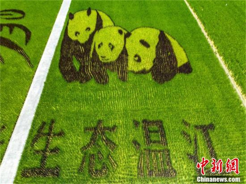 Chengdu : les rizières colorées de Wenjiang deviennent populaires sur Internet par les « pandas géants »