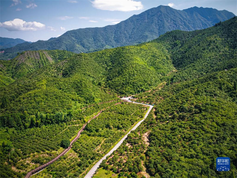 Zhejiang : l'industrie de l'huile de théier déborde de vitalité à Changshan