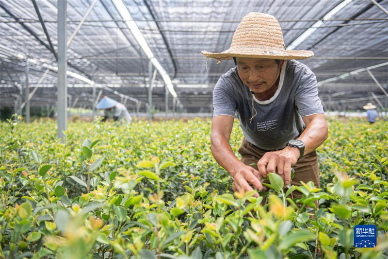Zhejiang : l'industrie de l'huile de théier déborde de vitalité à Changshan