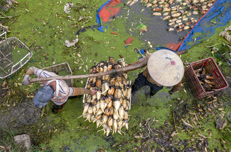 Jiangsu : des racines de lotus transportées vers le marché pendant la saison de récolte à Taicang