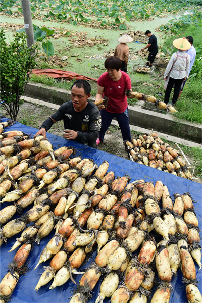 Jiangsu : des racines de lotus transportées vers le marché pendant la saison de récolte à Taicang