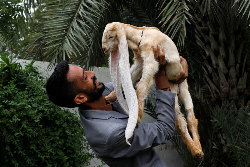 Une chèvre avec des oreilles de 48 cm fait sensation au Pakistan