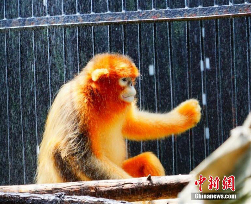 Le zoo de Wuhan aide les animaux à se rafraîchir en été avec des mesures adroites
