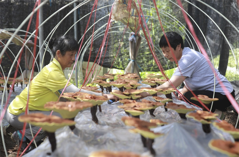 Anhui : une récolte exceptionnelle de Ganoderma lucidum en vue à Jingde